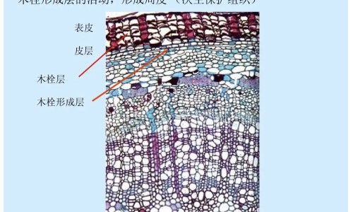 幼儿脑袋出汗怎么回事网幼儿头出汗多怎么办知识网站,分享幼儿头上易出汗啥事大全